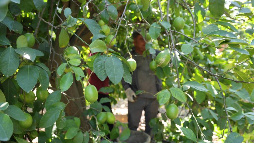 Çukurova'da limon hasadı 8