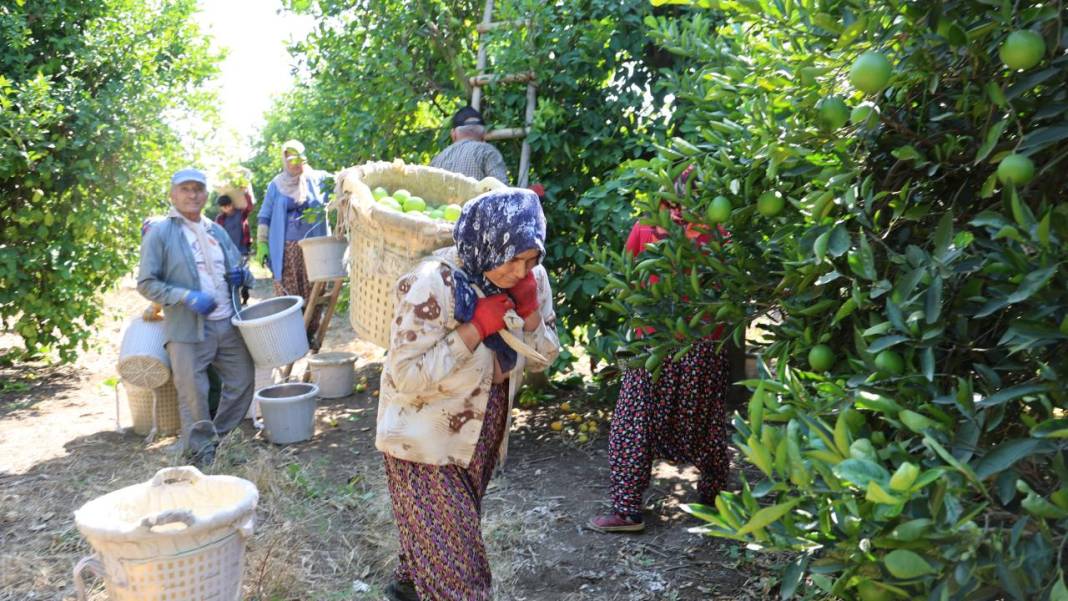Çukurova'da limon hasadı 9