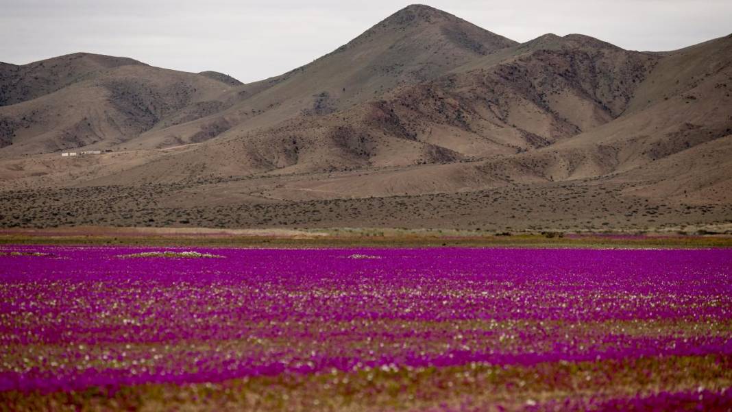 Ol der oluverir: Dünyanın en kurak çölü çiçek bahçesine dönüştü 1
