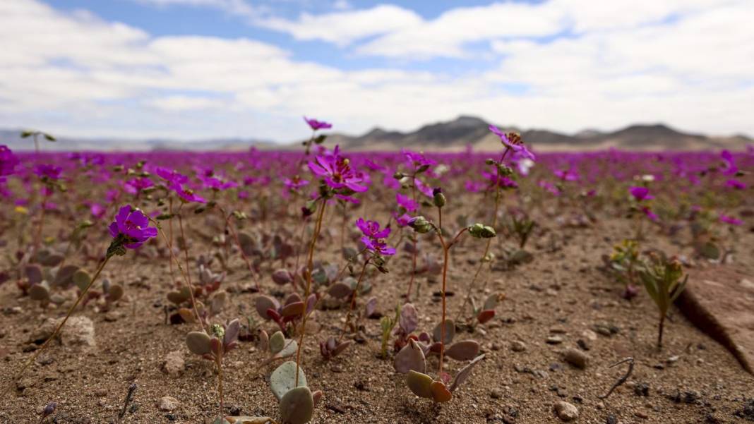 Ol der oluverir: Dünyanın en kurak çölü çiçek bahçesine dönüştü 10