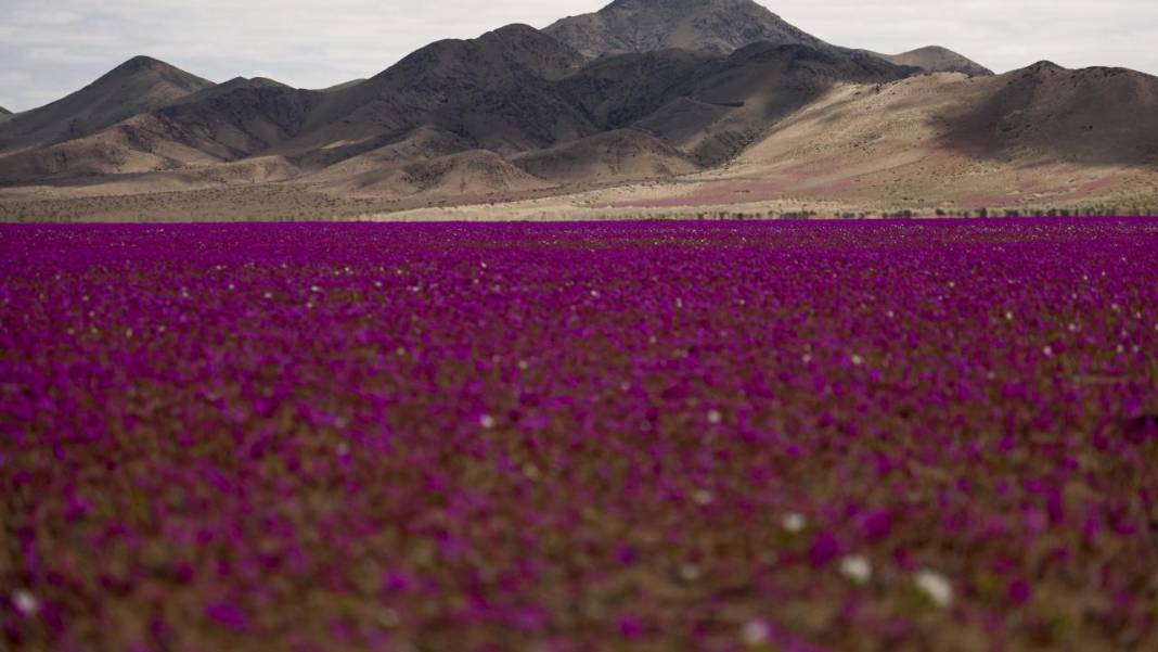 Ol der oluverir: Dünyanın en kurak çölü çiçek bahçesine dönüştü 11