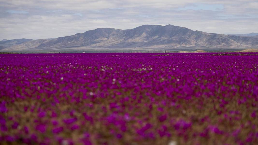 Ol der oluverir: Dünyanın en kurak çölü çiçek bahçesine dönüştü 12