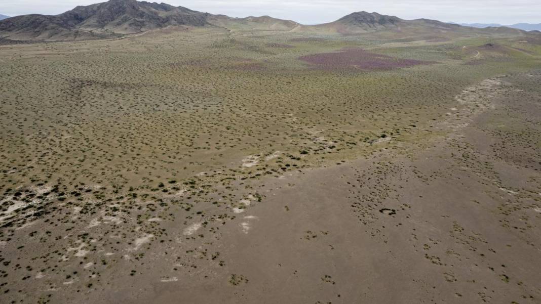 Ol der oluverir: Dünyanın en kurak çölü çiçek bahçesine dönüştü 13