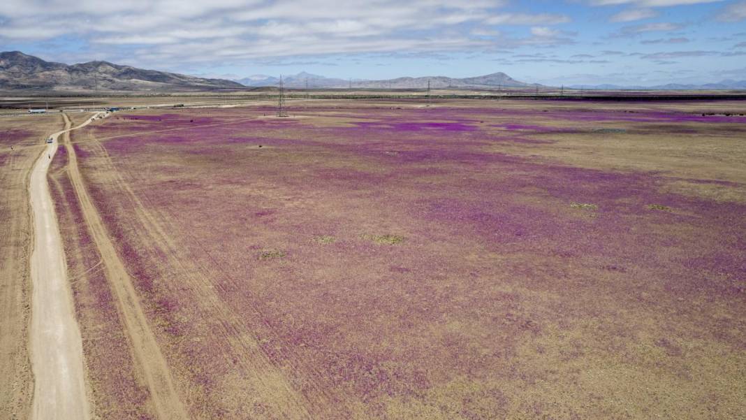 Ol der oluverir: Dünyanın en kurak çölü çiçek bahçesine dönüştü 15