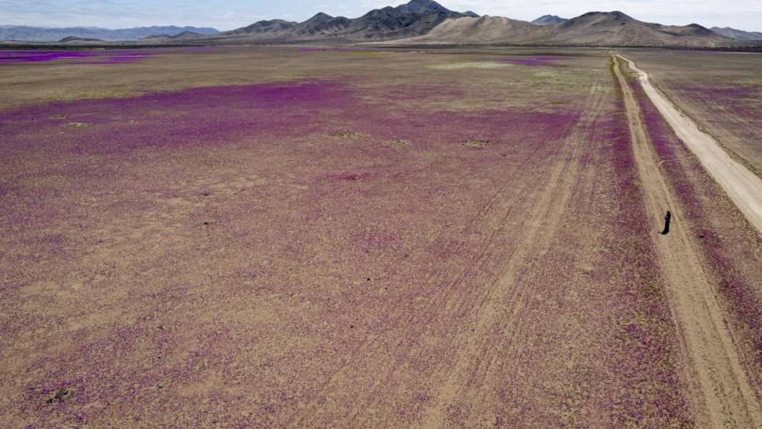 Ol der oluverir: Dünyanın en kurak çölü çiçek bahçesine dönüştü 16