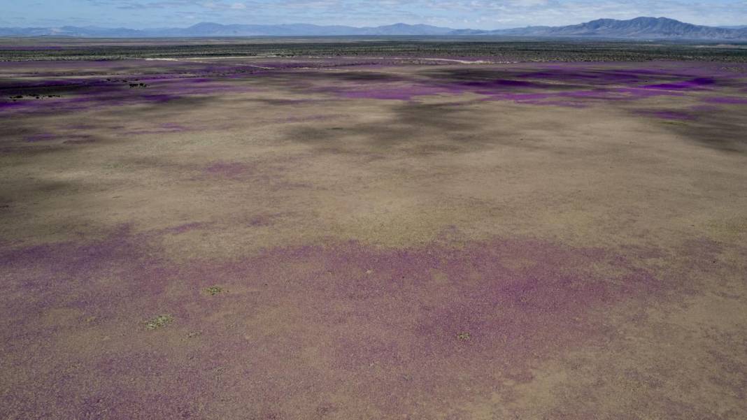 Ol der oluverir: Dünyanın en kurak çölü çiçek bahçesine dönüştü 18