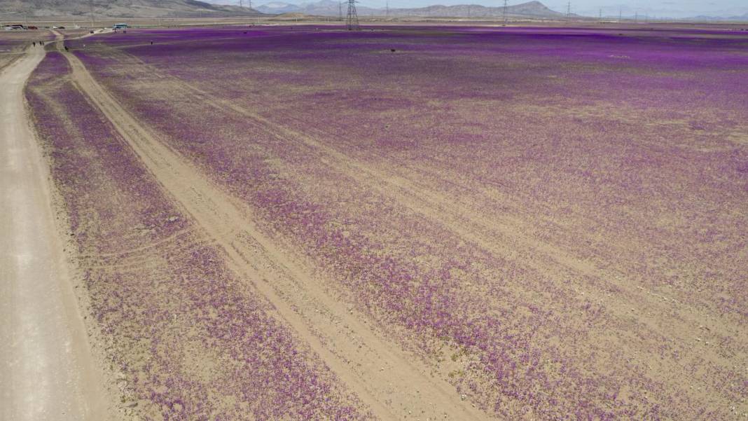 Ol der oluverir: Dünyanın en kurak çölü çiçek bahçesine dönüştü 19