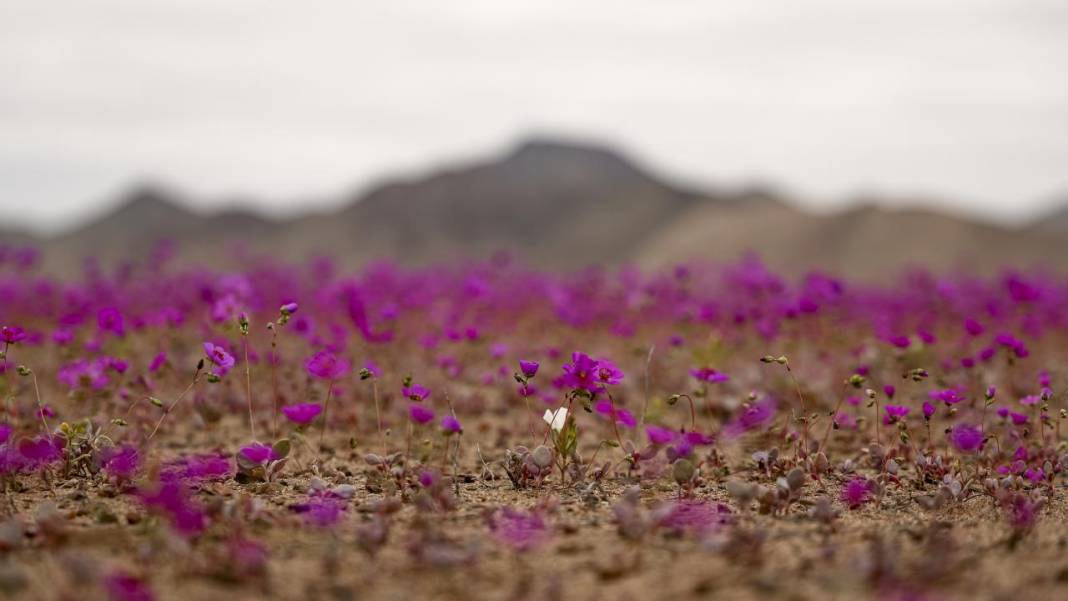 Ol der oluverir: Dünyanın en kurak çölü çiçek bahçesine dönüştü 2