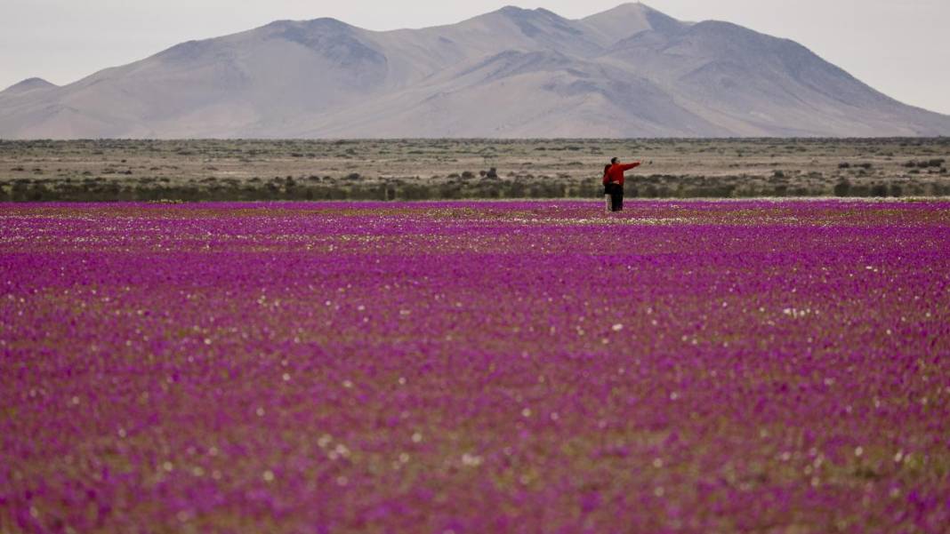 Ol der oluverir: Dünyanın en kurak çölü çiçek bahçesine dönüştü 3