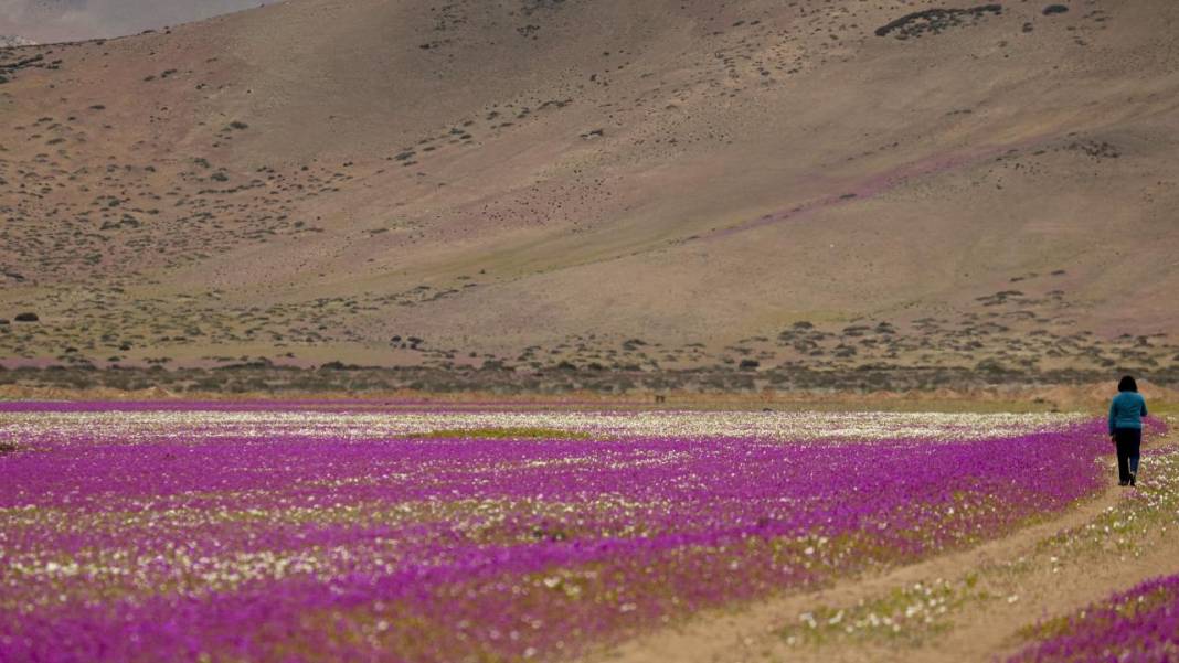 Ol der oluverir: Dünyanın en kurak çölü çiçek bahçesine dönüştü 5