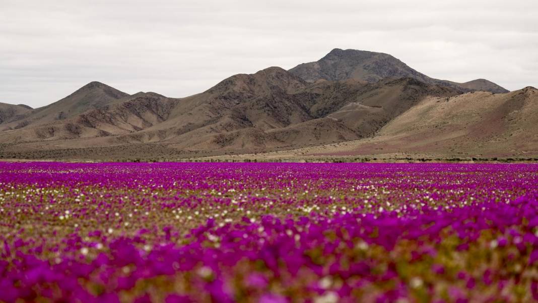 Ol der oluverir: Dünyanın en kurak çölü çiçek bahçesine dönüştü 6