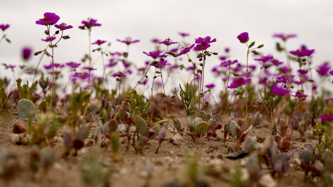 Ol der oluverir: Dünyanın en kurak çölü çiçek bahçesine dönüştü 7