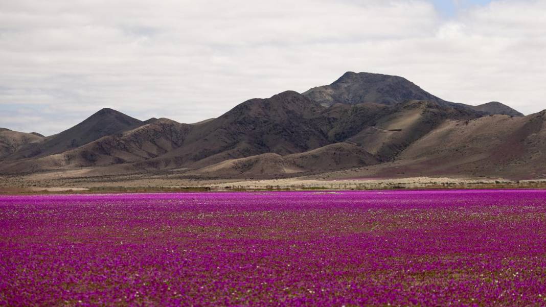Ol der oluverir: Dünyanın en kurak çölü çiçek bahçesine dönüştü 8