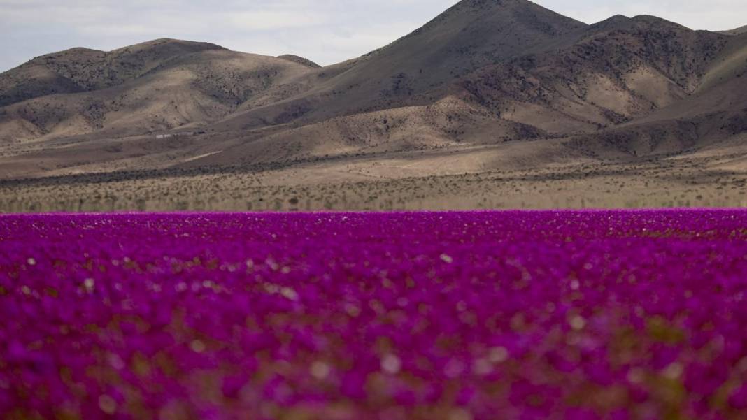 Ol der oluverir: Dünyanın en kurak çölü çiçek bahçesine dönüştü 9