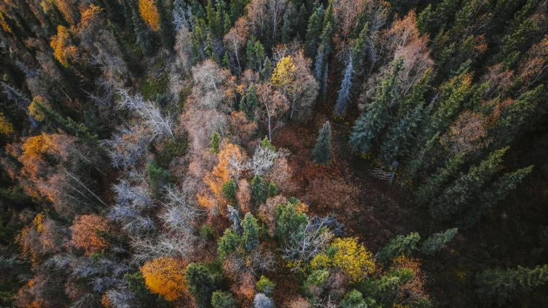 Alaska’da Sonbahar güzelliği 10