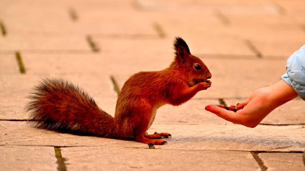 Tsaritsıno Sarayı’nda altın sonbahar 11