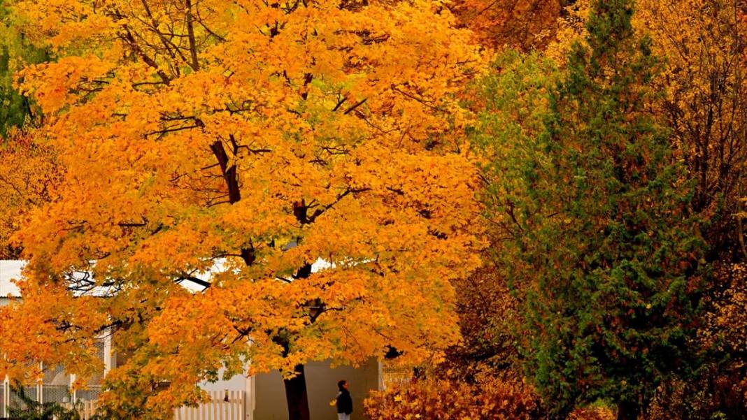 Tsaritsıno Sarayı’nda altın sonbahar 3