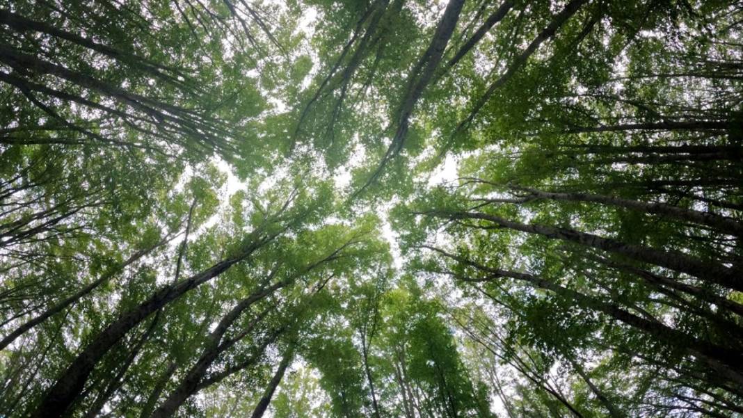 Istranca ormanları sonbahar renklerine büründü 10