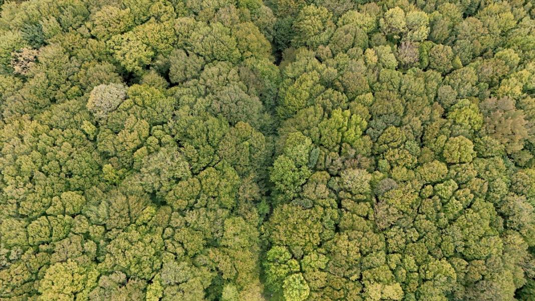 Istranca ormanları sonbahar renklerine büründü 3