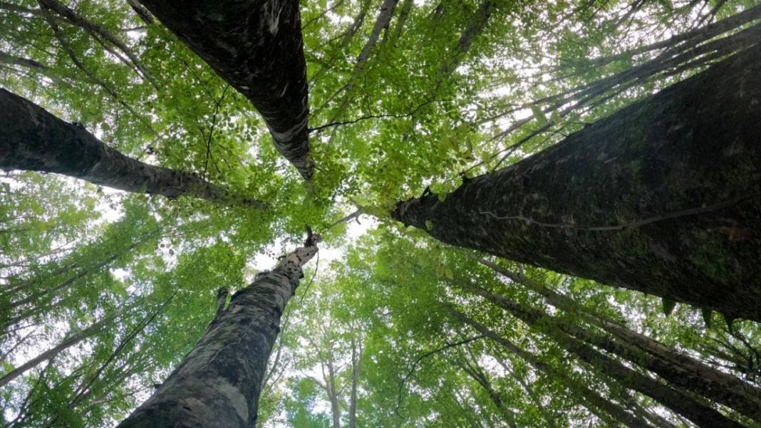 Istranca ormanları sonbahar renklerine büründü 4