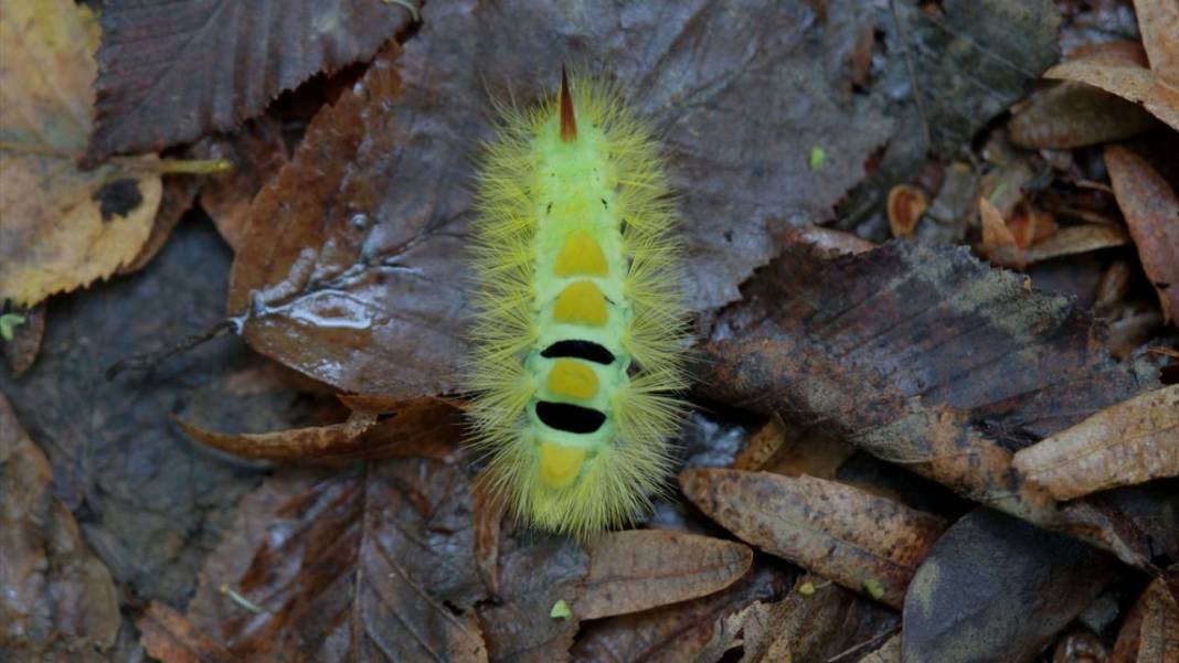 Istranca ormanları sonbahar renklerine büründü 6