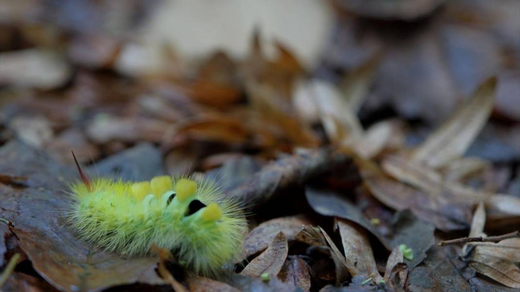 Istranca ormanları sonbahar renklerine büründü 8