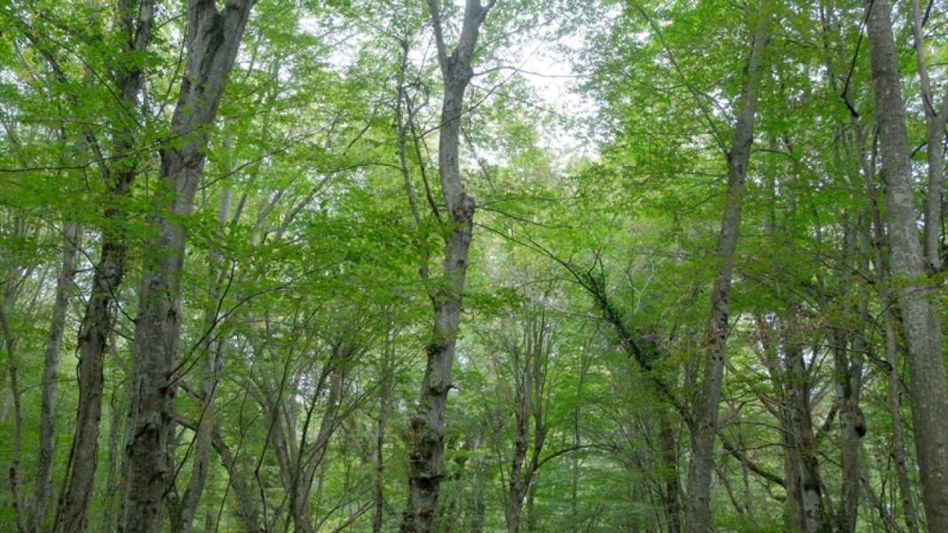 Istranca ormanları sonbahar renklerine büründü 9