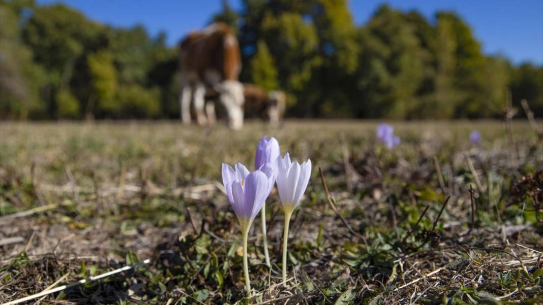 Kışın habercisi 'vargit' çiçekleri açıldı 1
