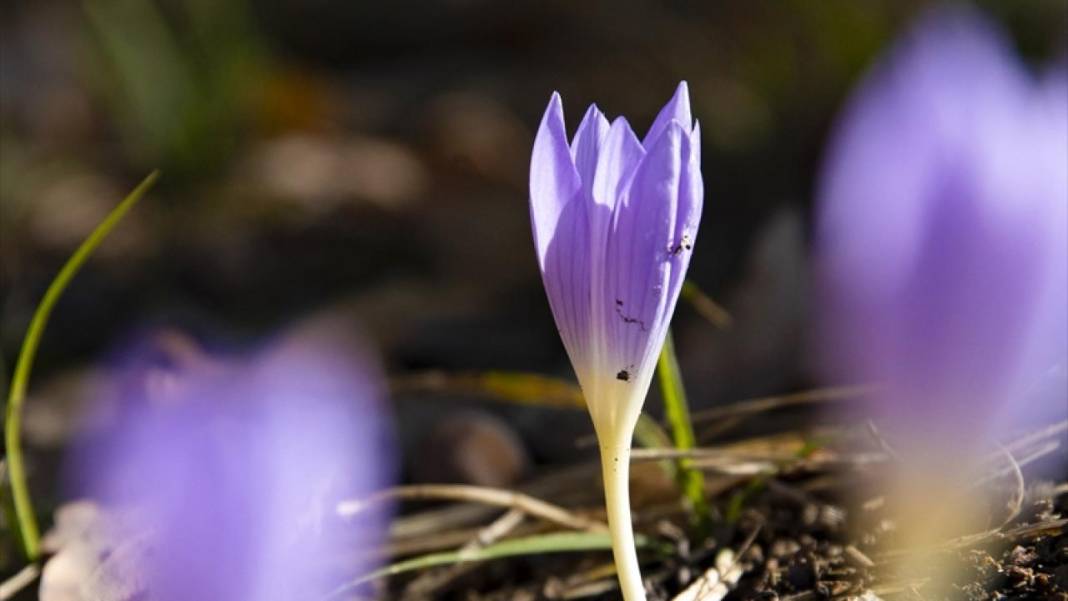 Kışın habercisi 'vargit' çiçekleri açıldı 10