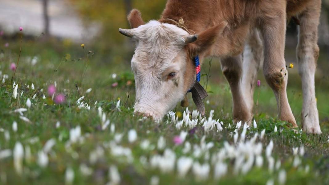 Kışın habercisi 'vargit' çiçekleri açıldı 11