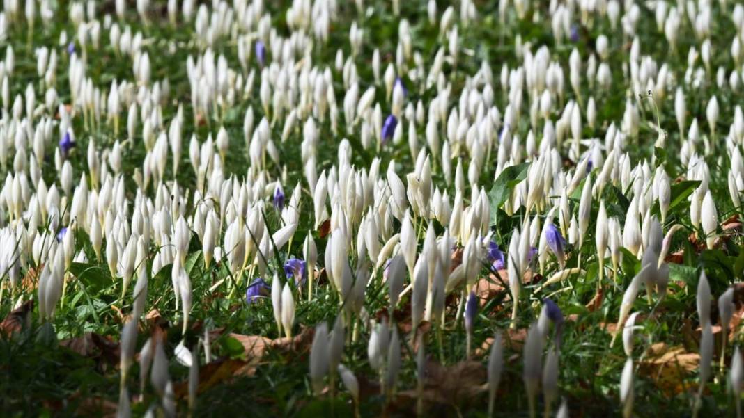 Kışın habercisi 'vargit' çiçekleri açıldı 12