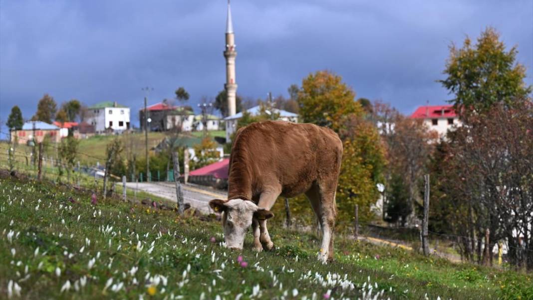 Kışın habercisi 'vargit' çiçekleri açıldı 13
