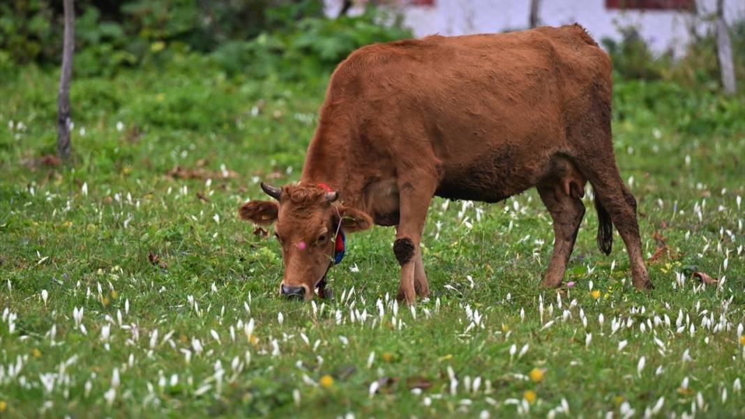 Kışın habercisi 'vargit' çiçekleri açıldı 15