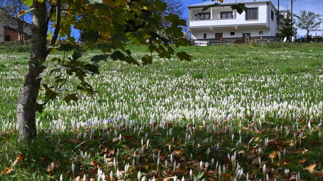 Kışın habercisi 'vargit' çiçekleri açıldı 16