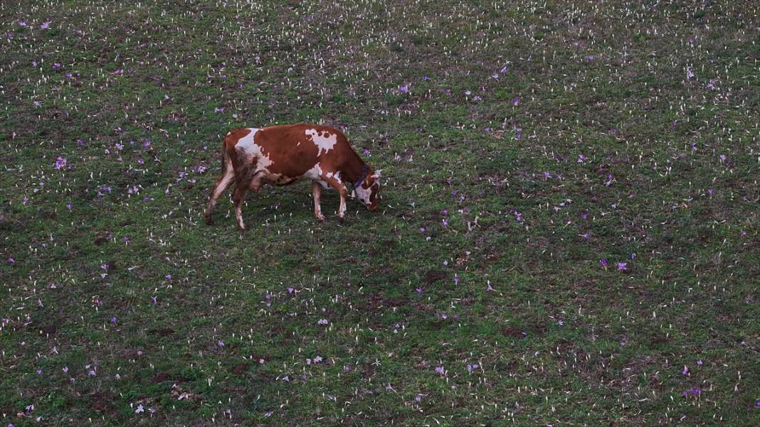Kışın habercisi 'vargit' çiçekleri açıldı 17