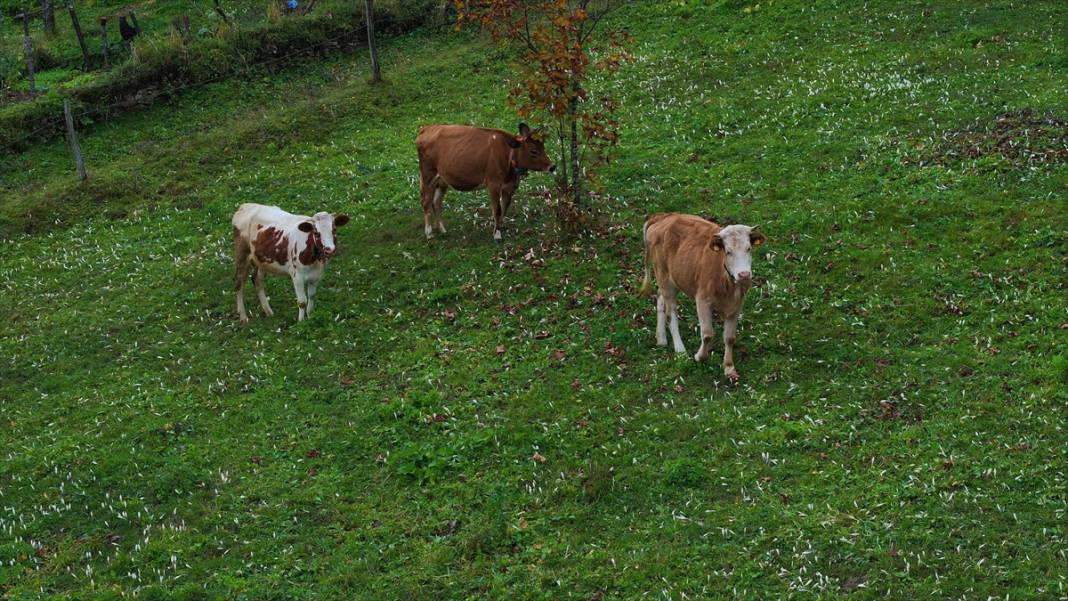 Kışın habercisi 'vargit' çiçekleri açıldı 18