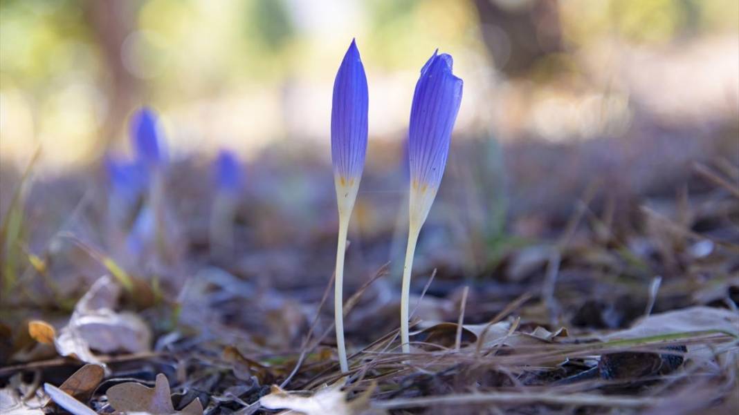 Kışın habercisi 'vargit' çiçekleri açıldı 2