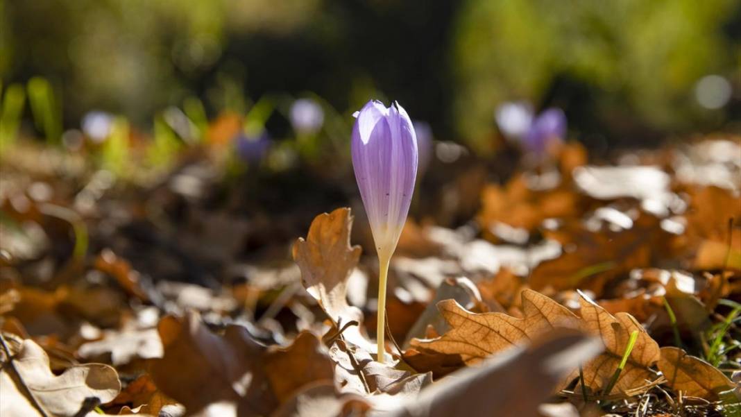 Kışın habercisi 'vargit' çiçekleri açıldı 3