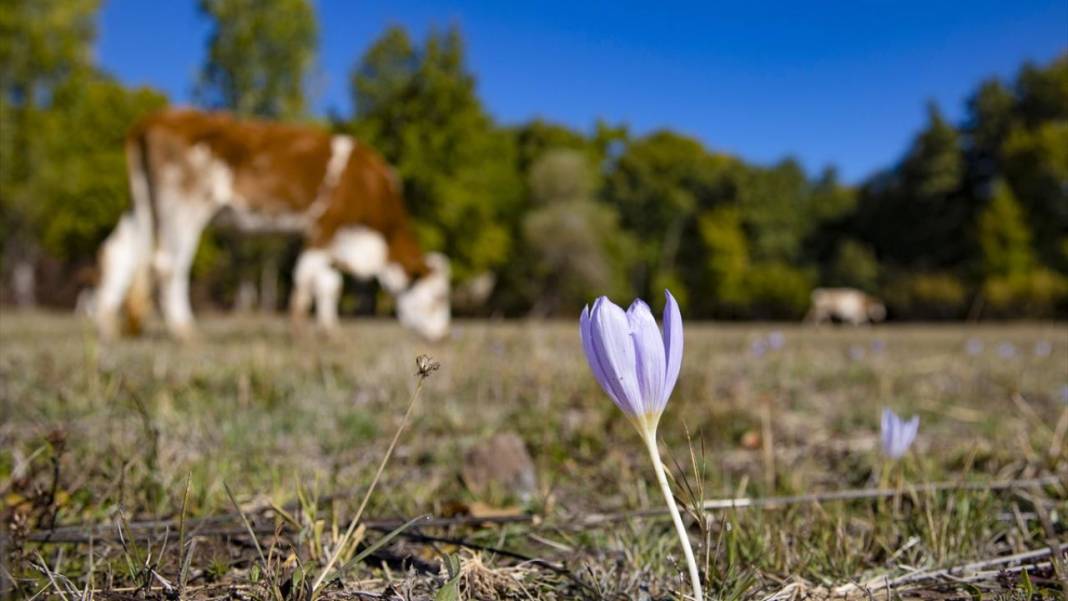 Kışın habercisi 'vargit' çiçekleri açıldı 4