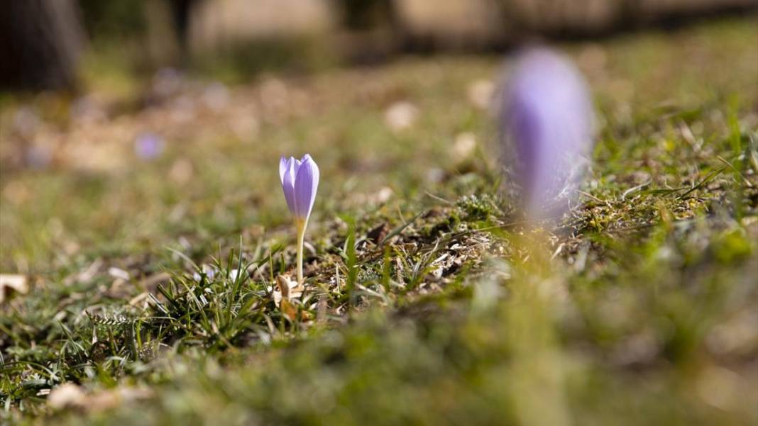 Kışın habercisi 'vargit' çiçekleri açıldı 5