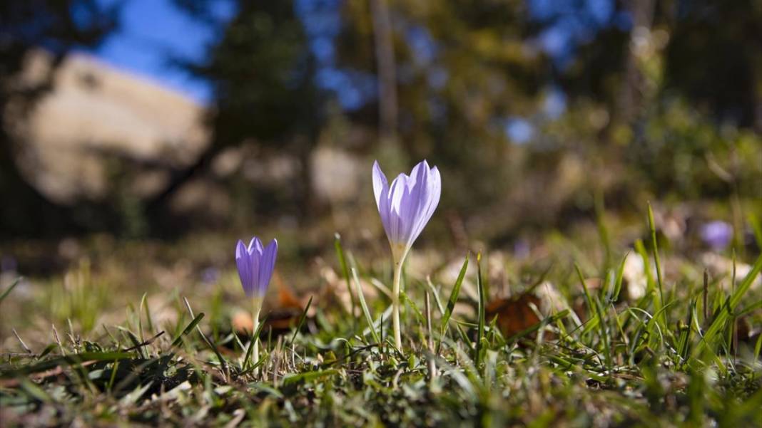 Kışın habercisi 'vargit' çiçekleri açıldı 6