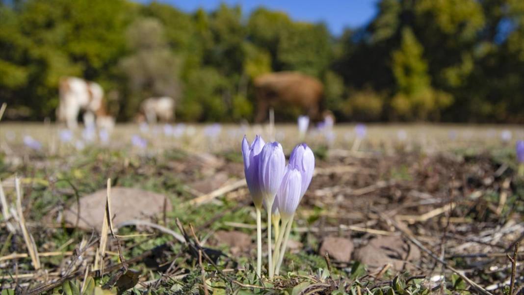 Kışın habercisi 'vargit' çiçekleri açıldı 7