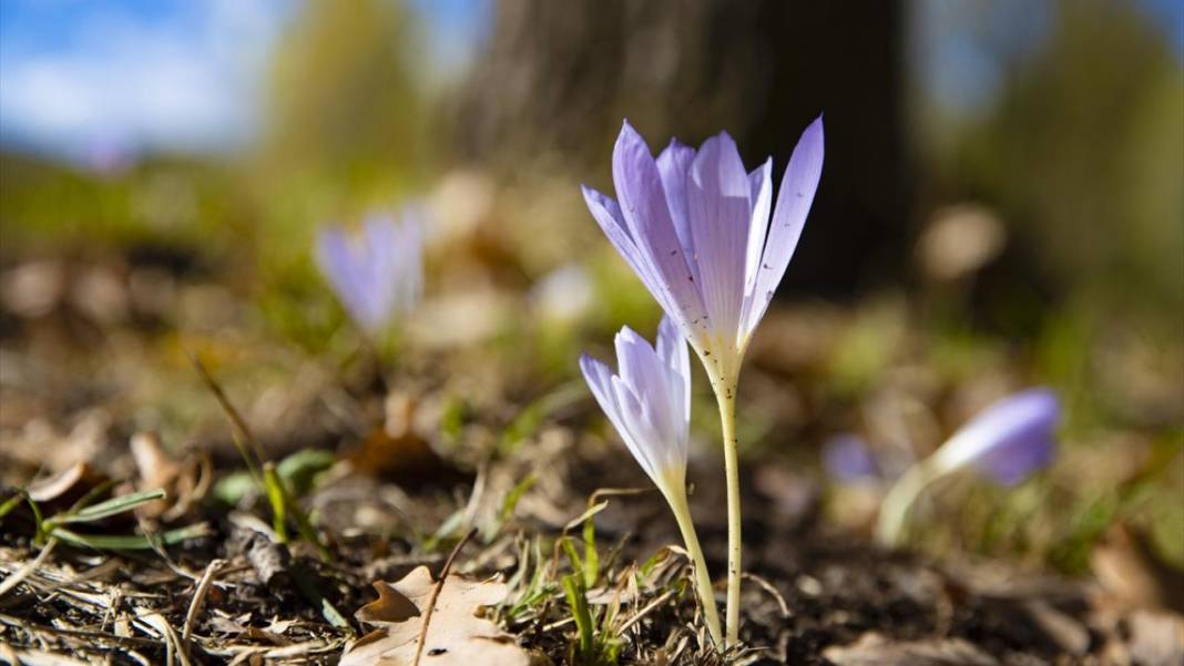 Kışın habercisi 'vargit' çiçekleri açıldı 8