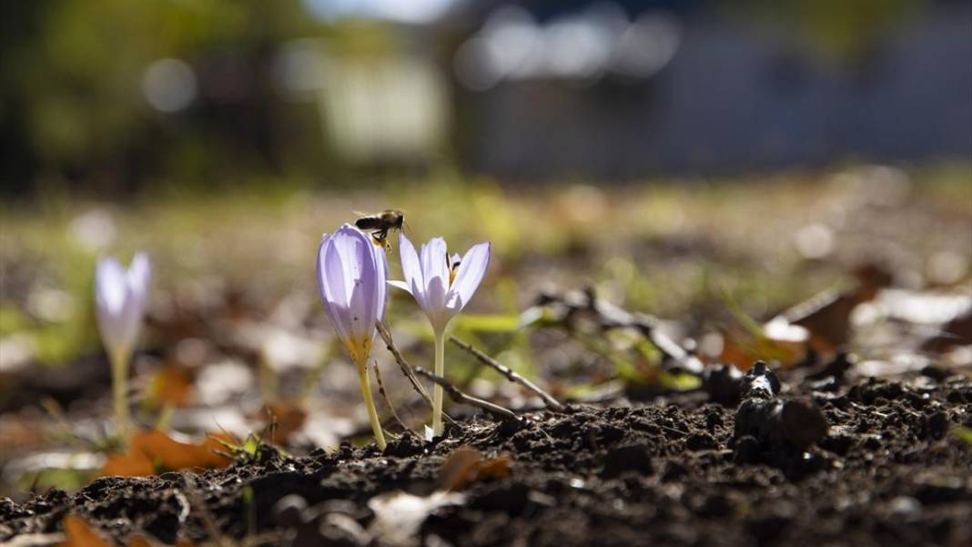 Kışın habercisi 'vargit' çiçekleri açıldı 9