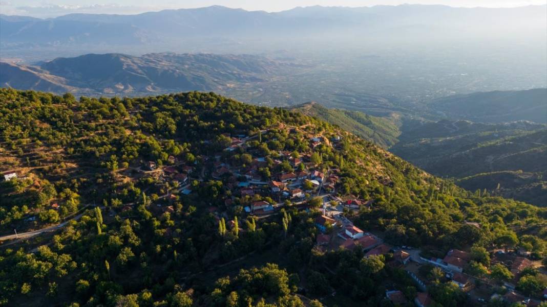 Ödemiş'te kestane hasadı başladı 1