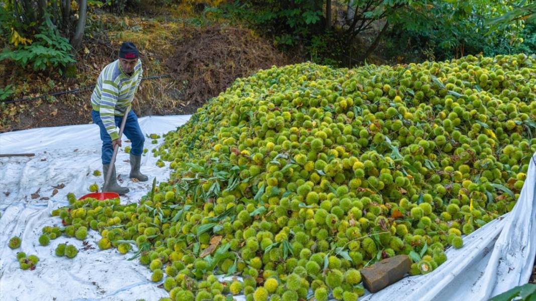 Ödemiş'te kestane hasadı başladı 10
