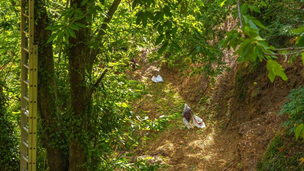 Ödemiş'te kestane hasadı başladı 11