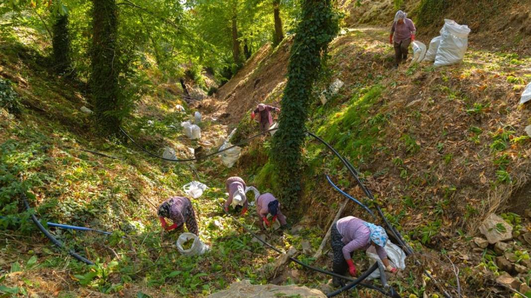 Ödemiş'te kestane hasadı başladı 12