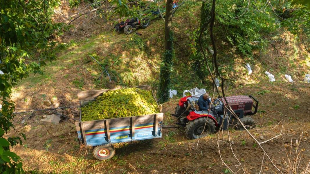 Ödemiş'te kestane hasadı başladı 13