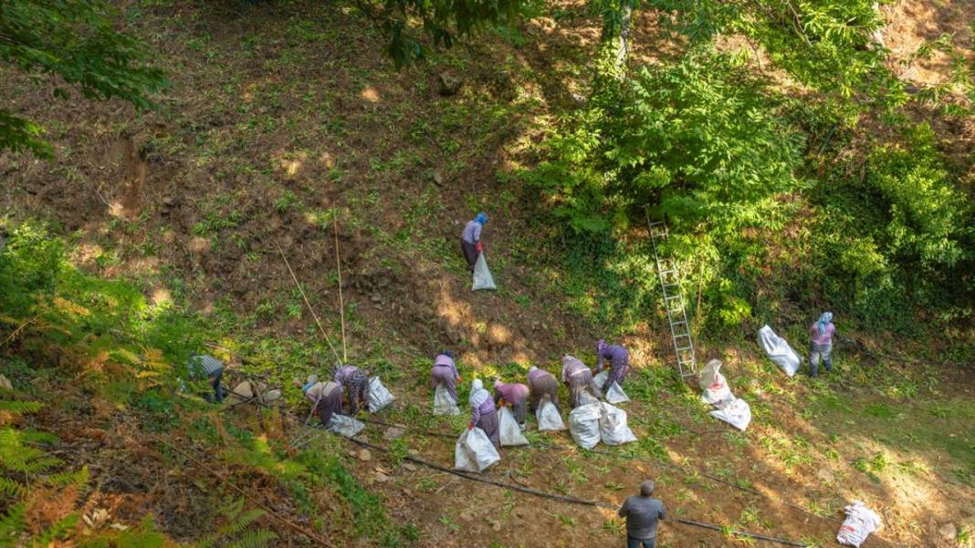 Ödemiş'te kestane hasadı başladı 14